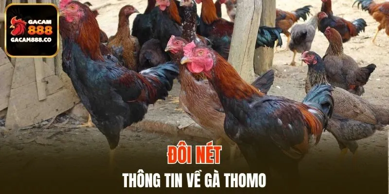 Thông tin giới thiệu về giống