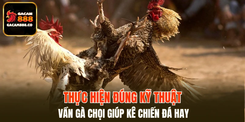 Thực hiện đúng kỹ thuật vần gà chọi giúp kê chiến đá hay