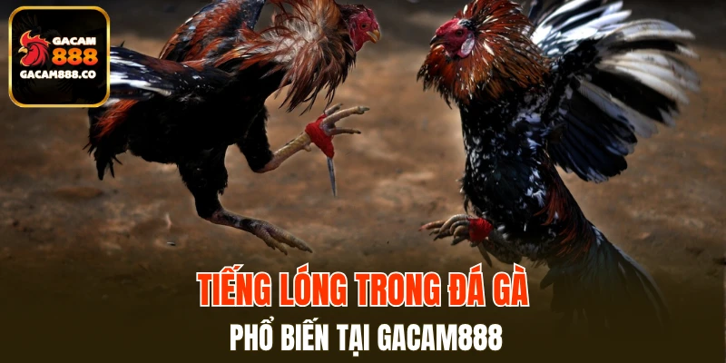 Tiếng lóng trong đá gà phổ biến tại GACAM888