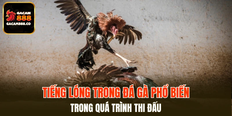 Tiếng lóng trong đá gà phổ biến trong quá trình thi đấu