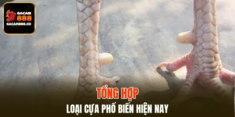 Tìm hiểu các loại phổ biến