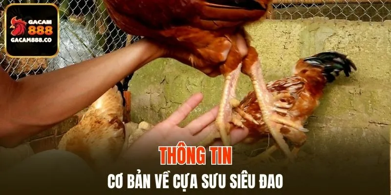 Tìm hiểu cơ bản về cựa sưu siêu đao