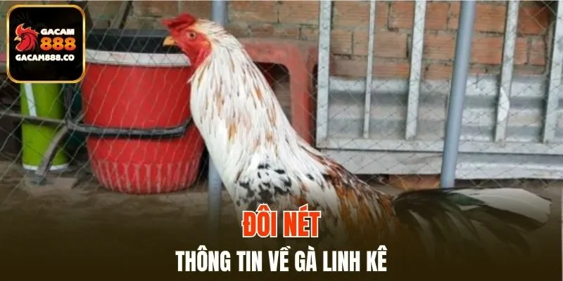 Tìm hiểu lịch sử của giống