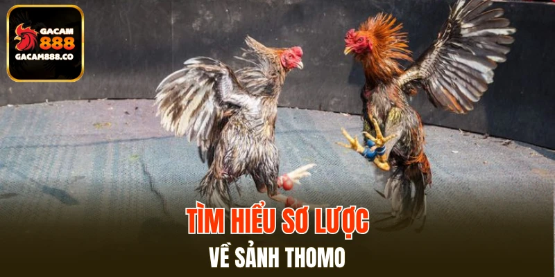Tìm hiểu sơ lược về sảnh Thomo