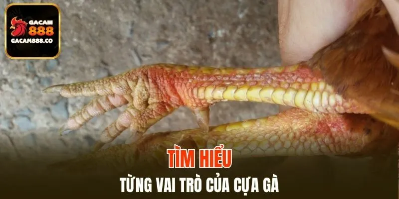 Tìm hiểu từng vai trò của cựa gà