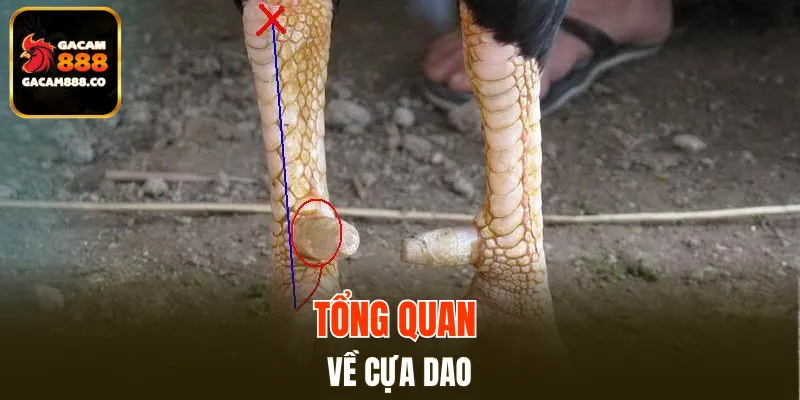 Tổng quan về cựa dao