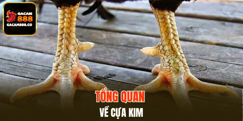 Tổng quan về cựa kim