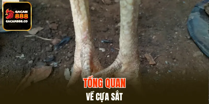 Tổng quan về cựa sắt