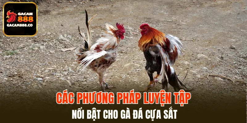 Top 3 cách huấn luyện gà đá cựa sắt đỉnh chóp