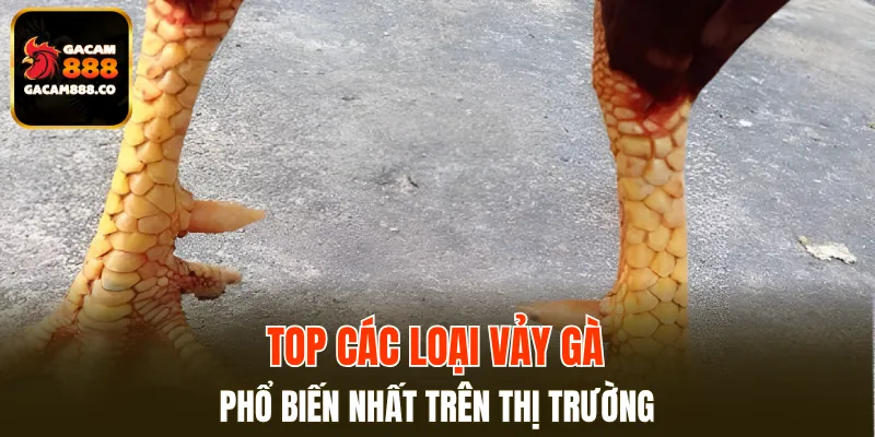 Top các loại vảy gà phổ biến nhất trên thị trường