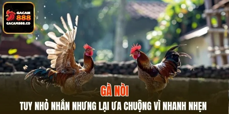 Tuy nhỏ nhắn nhưng lại ưa chuộng vì nhanh nhẹn