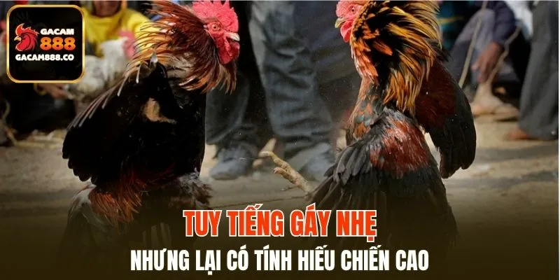 Tuy tiếng gáy nhẹ nhưng lại có tính hiếu chiến cao