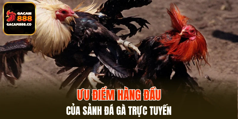 Ưu điểm hàng đầu của sảnh đá gà trực tuyến