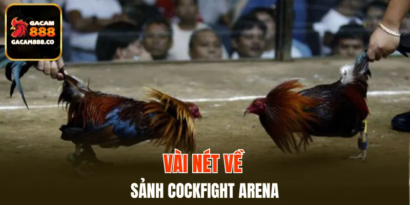 Vài nét về sảnh Cockfight Arena