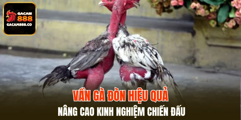 Vần gà đòn hiệu quả nâng cao kinh nghiệm chiến đấu