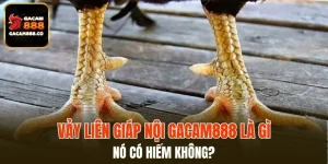 Vảy Liên Giáp Nội