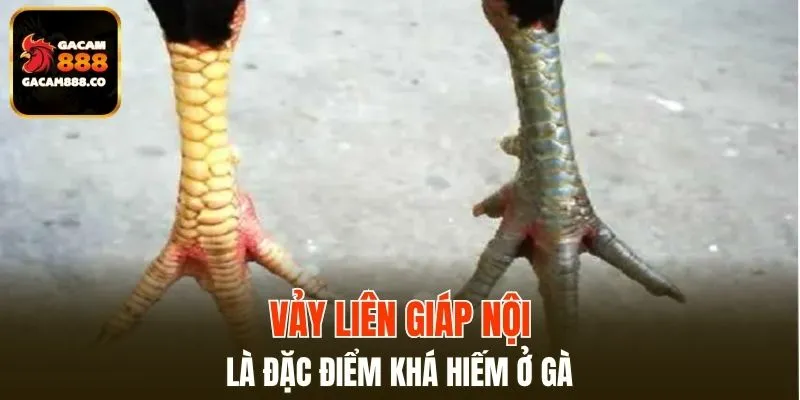 Vảy liên giáp nội là đặc điểm khá hiếm ở gà