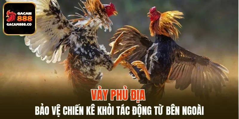 Vảy Phủ Địa bảo vệ chiến kê khỏi tác động từ bên ngoài