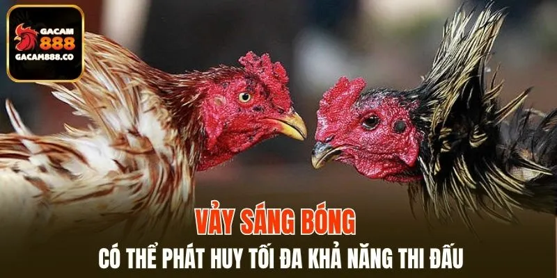 Vảy sáng bóng có thể phát huy tối đa khả năng thi đấu