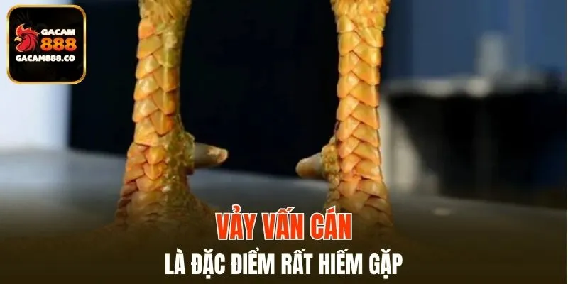 Vảy Vấn Cán là đặc điểm rất hiếm gặp