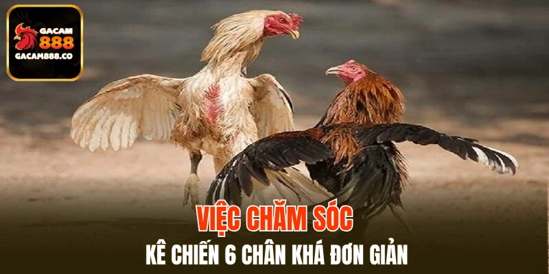 Việc chăm sóc kê chiến 6 chân khá đơn giản