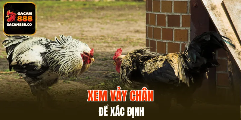 Vũ khí sắc bén của các giống gà đá nằm ở phần chân