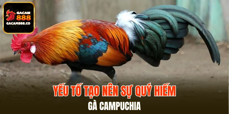 Yếu tố tạo nên sự quý hiếm của gà Campuchia?